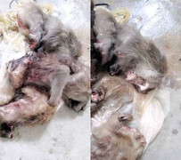 Giết khỉ dã man rồi khoe 'chiến tích' lên mạng xã hội