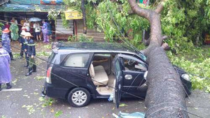 Hà Nội lý giải cây đổ la liệt trong bão số 1