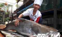 Hà Nội: ‘Thuỷ quái’ sông Mê Kông dài 2m, nặng 100kg náo loạn nhà hàng