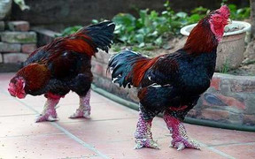 'Hốt bạc' nhờ nuôi gà quý hiếm