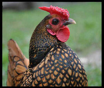 Năm Dậu ngạc nhiên với gà vẩy cá đặc biệt