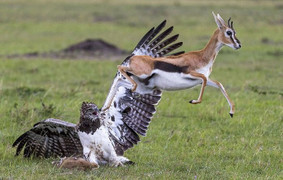 Linh dương mẹ bất chấp tính mạng cứu con khỏi vuốt đại bàng