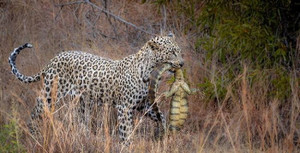 Báo hoa mai lao xuống nước bắt gọn kỳ đà trong chớp mắt