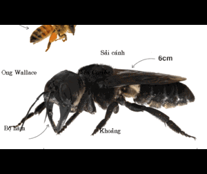 Loài ong khổng lồ nhất thế giới tái xuất sau gần 4 thập kỷ biến mất