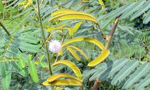 Thảm họa của sinh vật ngoại lai với hệ sinh thái Việt Nam