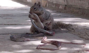 Hình ảnh sóc ăn thịt rắn gây sốt mạng