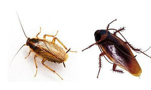 Loài gián Đức đang hoành hành ở Việt Nam nguy hiểm thế nào?