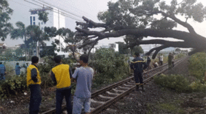 Cây đổ, đường sắt Bắc - Nam qua Đồng Nai tê liệt