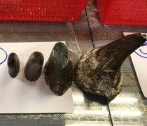 Uống nước bột mài từ sừng tê giác, bé 22 tháng tuổi suýt thiệt mạng