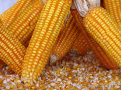 Châu Âu cấp phép 10 sinh vật biến đổi gene