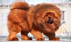 Ngao Tây Tạng giao phối với chó sói để sinh tồn trên núi cao