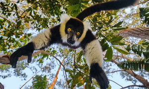 Vượn cáo tìm cách cướp camera từ tay nhiếp ảnh gia