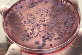 Gia đình có ba con thiệt mạng ở Hà Nội: Mẫu đất trong vườn chứa Whitmore