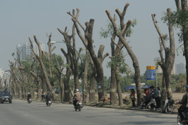 Ảnh: Hàng xà cừ cổ thụ trơ trụi cành lá trên đường Phạm Văn Đồng