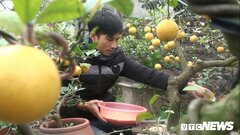 Ảnh: Nông dân Hưng Yên trồng chanh vàng phú quý bằng đậu nành hút khách dịp Tết