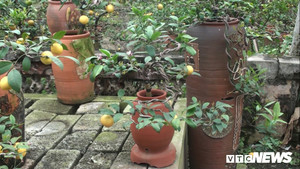 Trồng chanh bonsai bằng đậu tương thu hàng tỷ đồng dịp Tết