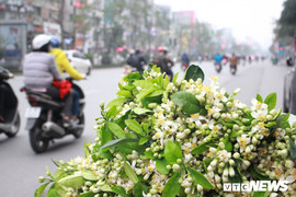 Ảnh: Hà Nội 'khoác áo' trắng tinh khôi những ngày hoa bưởi xuống phố