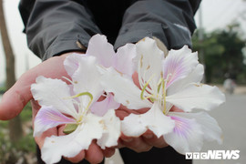 Ảnh: Chiêm ngưỡng hoa ban Tây Bắc nhuộm trắng con đường ven đô Hà Nội