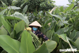 Ảnh: Nông dân Hà Nội thu hoạch lá dong bán Tết, kiếm tiền triệu mỗi ngày