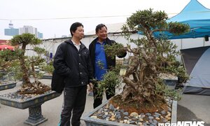 Cận cảnh cây đỗ quyên 400 năm tuổi có giá gần 1 tỷ đồng