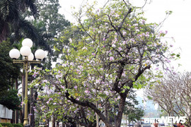 Ảnh: Đẹp nao lòng sắc tím hoa ban Tây Bắc giữa lòng Hà Nội