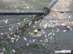 Ảnh: Cá chết dạt trắng ven hồ Tây bốc mùi nồng nặc