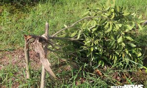 Ảnh: Nông dân Hưng Yên điêu đứng nhìn vườn cây ăn quả bị kẻ xấu chặt hạ trong đêm