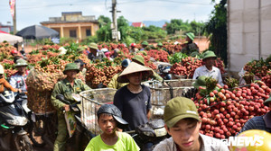 Ảnh: Chôn chân dưới trời nắng tại thủ phủ vải thiều Bắc Giang