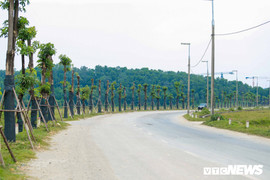 Sau 3 tháng chuyển lên bãi rác Nam Sơn, hàng cây hoa sữa Hồ Tây giờ ra sao?
