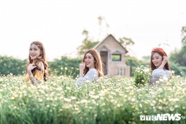 Ảnh: Hotgirl đổ xô đi 'check-in' ở vườn cúc họa mi lớn nhất Hà Nội