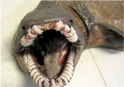 Video: Cận cảnh 'quỷ biển' có hàm răng gớm ghiếc mới bị ngư dân Nhật Bản thu phục