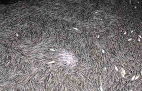 120.000 con chạch giống chết nổi dày đặc trong bồn