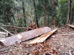 Sẽ khởi tố vụ án khai thác gỗ rừng phòng hộ trái phép tại Bình Định