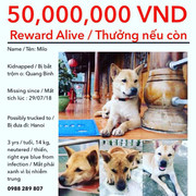 Người phụ nữ Mỹ hứa thưởng 50 triệu đồng cho người tìm được con chó mất tích ở Quảng Bình