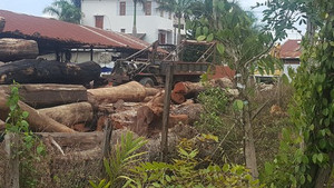 Đường dây gỗ lậu Phượng 'râu': Xem xét kỷ luật hàng loạt lãnh đạo