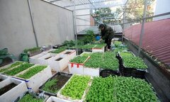 Không cần vườn, người thành phố vẫn có muôn cách trồng rau xanh mướt