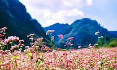 Tháng 11 này, đừng lỡ hẹn với lễ hội hoa Tam giác mạch ở cao nguyên đá Hà Giang