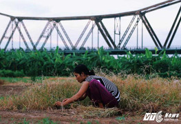 Người Hà Nội đổ xô thuê đất bãi sông Hồng trồng rau, nuôi gà