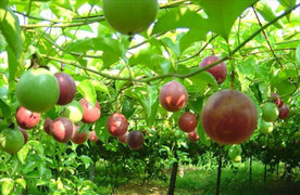 Lãi cao nhưng 'vua chanh leo' không chia cổ tức 2 năm liền