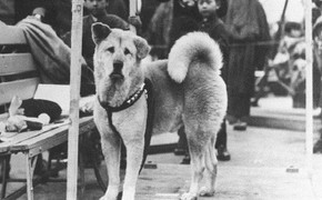 Chuyện chú chó trung thành nhất thế giới lay động triệu con tim