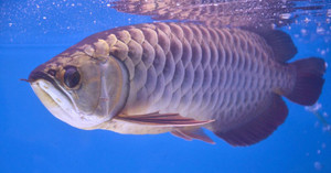 Cá rồng châu Á và chuyện ly kỳ 'báo trước hiểm họa' khiến giới siêu giàu chi tiền tỷ săn lùng