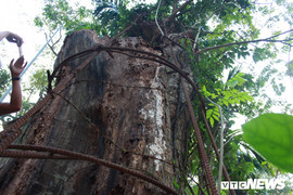 Ảnh: Cận cảnh cây sưa 100 tỷ đồng chuẩn bị được bán đấu giá ở Hà Nội