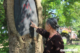 Ảnh: Ba cây sưa trăm tuổi trị giá hàng chục tỷ đồng, dân thay nhau trông giữ ngày đêm ở Hà Nội