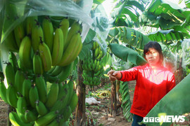 Chủ vườn phẫn uất vì hơn 2.000 buồng chuối tiêu hồng nghi bị phun thuốc ép chín ở Hà Nội