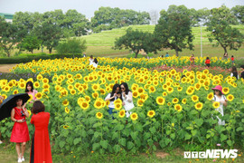 Ảnh: Phát 'sốt' với cánh đồng hoa hướng dương ở Hà Nội
