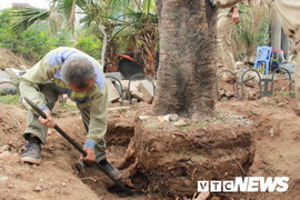 Ảnh: Công nhân gấp rút di dời hơn 400 cây xanh trên phố Thủ đô trước Tết Nguyên đán