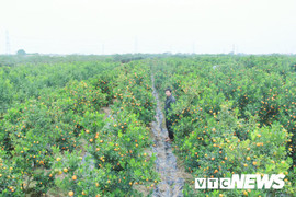 Ảnh: Ngắm vườn quất cảnh 'lột xác' từ những cây bỏ đi của nông dân Hưng Yên