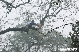 Ảnh: Công nhân đu mình, chặt hạ cây sưa cổ thụ cao hàng chục mét ở Chương Mỹ, Hà Nội