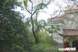 Sau khi chặt 2 cây sưa trăm tuổi, làng Phụ Chính vẫn còn 1 cây sưa được 'khoác áo giáp sắt'