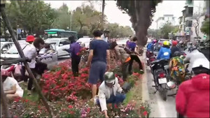 Người dân đánh cả xe ô tô đến 'cướp' hoa sau thượng đỉnh Mỹ - Triều: Lãnh đạo công ty cây xanh nói gì?